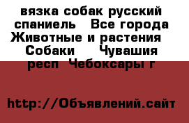 вязка собак русский спаниель - Все города Животные и растения » Собаки   . Чувашия респ.,Чебоксары г.